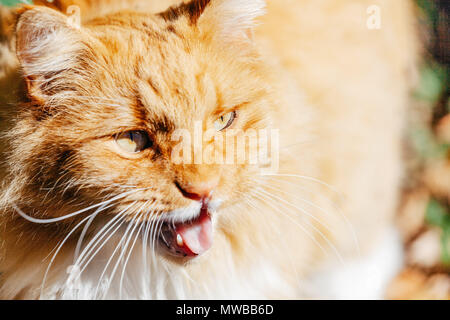 Ingwer Katze mit offenen Mund Closeup Portrait mit einer geringen Tiefenschärfe Stockfoto