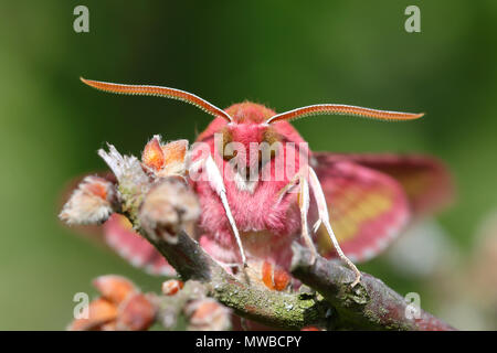 Small elephant Hawk-moth (Deilephila porcellus), Tier Portrait, Naturschutzgebiet Koppelstein, Rheinland-Pfalz, Deutschland Stockfoto