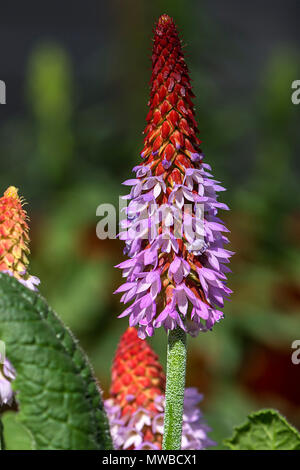 Orchid Primel (Primula vialii), Bayern, Deutschland Stockfoto