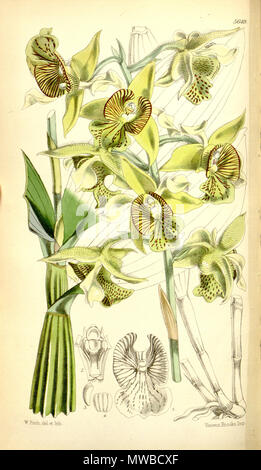 . Abbildung: Dendrobium macrophyllum (als Dendrobium macrophyllum, var. veitchianum). 1867. Walter Hood Fitch (1817-1892) del. et lith. Beschreibung byJoseph Dalton Hooker (1817 - 1911) 158 Dendrobium macrophyllum (als Dendrobium macrophyllum, var. veitchianum) - Curtis '93 (Ser. 3 Nr. 23) pl. 5649 (1867) Stockfoto