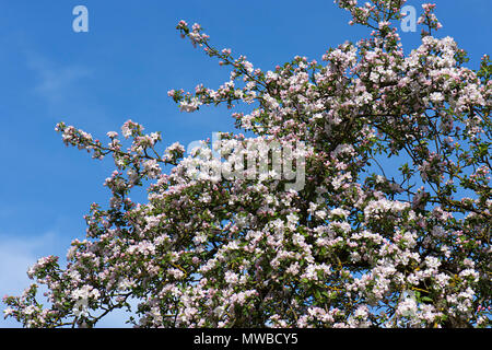 Blühender Apfelbaum (Malus Domestica), Apfelblüte, blauer Himmel, Mecklenburg-Vorpommern, Deutschland Stockfoto