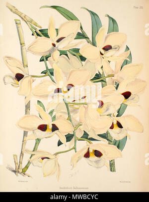 . Abbildung: Dendrobium pulchellum (syn. Dendrobium dalhousieanum). Zwischen 1862 und 1865. Walter Hood Fitch (1817-1892), Illustrator, Robert Warner (1814-1896) und Benjamin Samuel Williams (1822-1890) Editoren 158 Dendrobium pulchellum (als D dalhousieanum) - Warner, Williams - Wählen Sie Orch. Anlagen 1, PL. 22 (1862-1865) Stockfoto