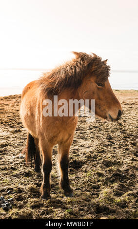 Braun isländische Pferd (Equus islandicus), Südliche Island, Island Stockfoto