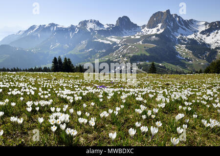 Meer aus Blumen, blühenden weißen Krokusse (Crocus vernus) im Frühjahr, bei Gurnigelpass, im Rücken die Berge mit dem Berg Gantrisch Stockfoto