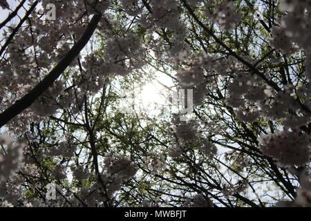 Schönen Cluster von weiß-rosa Blüten gegen den Himmel mit einer Straßenlaterne am Robarts Library, Toronto, AUF. Stockfoto