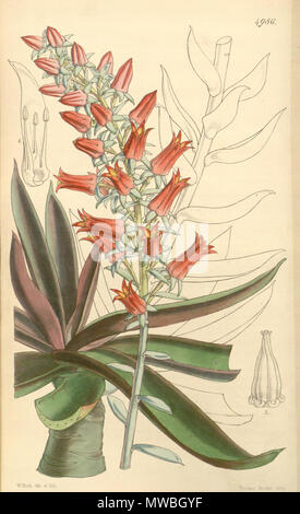 . Echeveria Canaliculata. 1857. Hooker, William Jackson (1785-1865) 176 Echeveria canaliculata Bot. Mag. 83. 4986. 1857 Stockfoto