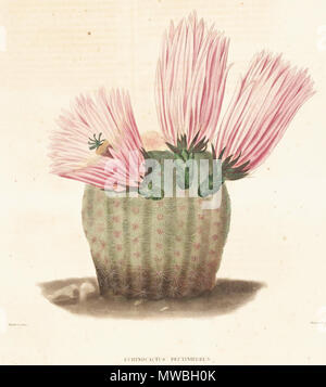 . Aus dem Buch. Paris, 1841-1847. Lemaire, Charles Antoine 176 Echinocereus pectinatus Lem Stockfoto