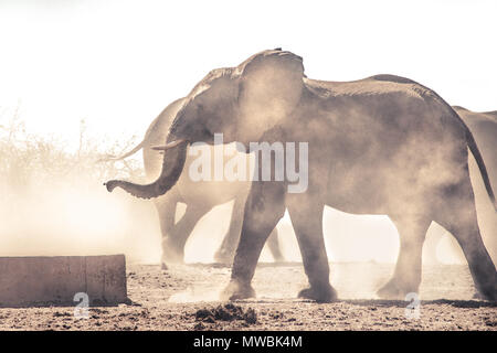 Eine Gruppe von Elefanten kommt an einem Wasserloch in der Dämmerung zu trinken. Auf der Legodimo Naturschutzgebiet in Botswana. Stockfoto