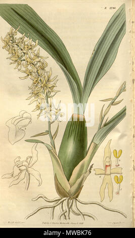 . Abbildung: Gomesa foliosa (syn. Schmetterlinge foliosa). 1827. W.J.H. del. (= William Jackson Hooker (1785-1865)), Swan sc. 249 Gomesa foliosa (wie Schmetterlinge foliosa) - Curtis '54 (K.A. 1) pl. 2746 (1827) Stockfoto