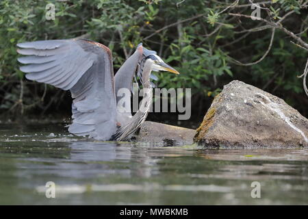 Great Blue Heron Angeln Stockfoto