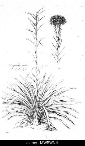. Das ist ein ganz schreckliches Scan der Platte 12 von Ferdinand Bauer Illustrationes Florae Novae Hollandiae. Die Anlage dargestellt ist Doryanthes excelsa. Anfang des 19. Jahrhunderts. Ferdinand Bauer (1760-1826) 168 Doryanthes excelsa (Illustrationes Florae Novae Hollandiae Platte 12) Stockfoto