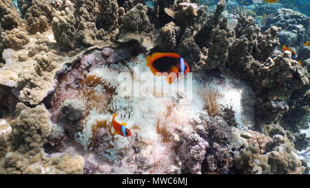 Clown Anemonenfischen, in ihren Seeanemonen. Amphiprion percula. Underwater Coral Garden mit Anemone und ein paar gelbe Clownfisch. Clown Anemonenfischen, Schwimmen unter den Tentakeln der Anemone home. Travel Concept. Stockfoto