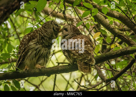 Ein paar der gesperrten Eulen (Strix varia) allopreening der das Paar Band zwischen der männlichen und weiblichen während der Brutzeit stärkt. Stockfoto