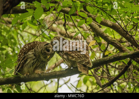 Ein paar der gesperrten Eulen (Strix varia) allopreening der das Paar Band zwischen der männlichen und weiblichen während der Brutzeit stärkt. Stockfoto