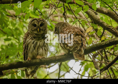 Ein paar der gesperrten Eulen (Strix varia) allopreening der das Paar Band zwischen der männlichen und weiblichen während der Brutzeit stärkt. Stockfoto