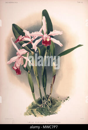 . Cattleya × elegans, synonym: Laelia × elegans var. schilleriana. zwischen 1888 und 1894. H. Sotheran & Co., London (Editor) 220 Friedrich Sander - Reichenbachia II Platte 52 (1890) - laelia elegans schilleriana Stockfoto