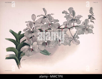 . Vanda coerulea. zwischen 1888 und 1894. H. Sotheran & Co., London (Editor) 220 Friedrich Sander - Reichenbachia II Platte 57 (1890) - Vanda coerulea Stockfoto