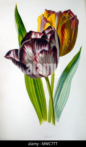 . Englisch: Tulip, Platte in Shirley Hibberd" vertraut Garten Blumen'. vor 1890. Frederick Edward Hulme 220 FrederickEdwardHulmeTulipFlowers Stockfoto