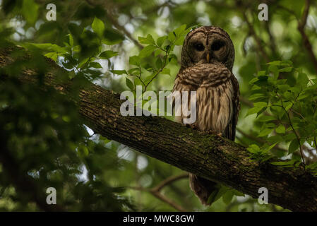 Eine schöne verjähren in Owl (Strix varia) auf einem Zweig in der North Carolina Wald thront wie die Nacht fällt. Stockfoto