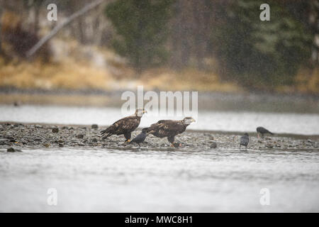 Der Weißkopfseeadler (Haliaeetus leucocephalus) - zog Lachse laichen in einem Fluss zu Sockeye, Chilcotin Wildnis, BC, Kanada Stockfoto