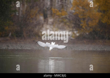 Silbermöwe (Larus argentatus) - Jagd auf dem Chilko River Tauchen, Chilcotin Wildnis, BC, Kanada Stockfoto