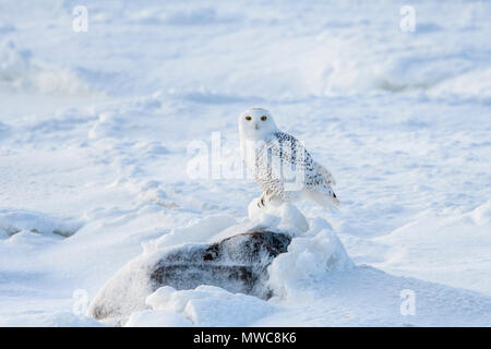 Schnee-eule (Bubo scandiacus) Jagd entlang der Küste der Hudson Bay, Wapusk National Park, Cape Churchill, Manitoba, Kanada Stockfoto