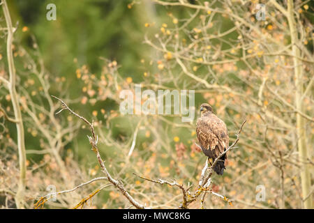 Red-tailed Hawk (Buteo Jamaicensis) im Baum mit Blick auf den Chilko River gelegen, Chilcotin Wildnis, BC, Kanada Stockfoto