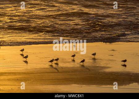 Western gull Rastplätze im Water's Edge in der Nähe von Süßwasser-Stream, Seal Rock, Oregon, USA Stockfoto