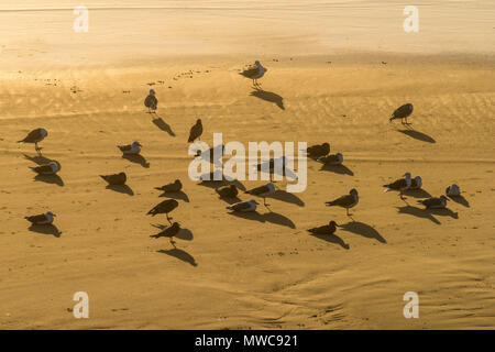 Western gull Rastplätze im Water's Edge in der Nähe von Süßwasser-Stream, Seal Rock, Oregon, USA Stockfoto