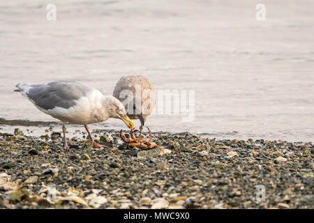 Western Möwe (Larus occidentalis), erwachsene und junge Essen eine Krabbe, Mill Bay, British Columbia, BC, Kanada Stockfoto