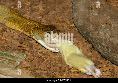 Königskobra (ophiophagus Hannah), Captive schlucken eine weiße Ratte., Reptilien Reptilien Zoo, Vaughan, Ontario, Kanada Stockfoto