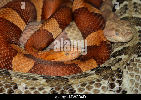 Nordamerikanischen copperhead (Agkistrodon contortrix) Cptive. Native zu SE USA, Reptilien Reptilien Zoo, Vaughan, Ontario, Kanada Stockfoto