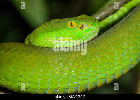 Weiß-lippigen Bambusotter (Ein älterer Name albolabris) gefangen. Endemisch in Südostasien, Reptilien Reptilien Zoo, Vaughan, Ontario, Kanada Stockfoto