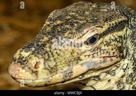 Asiatische Wasser Monitor (Varanus Salvator) gefangen. Aus Südostasien, Reptilien Reptilien Zoo, Vaughan, Ontario, Kanada Stockfoto