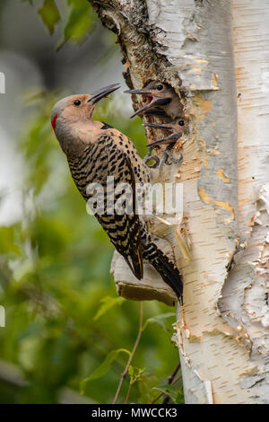 Northern Flicker (Colaptes auratus) erwachsenen Weibchen füttern Junge in Birke nest Hohlraum, Wanup, Ontario, Kanada Stockfoto