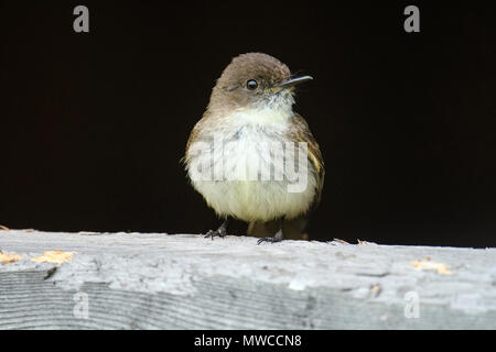 Östlichen Phoebe (Sayornis phoebe) auf einem in der Nähe von seinem Nest Schuppen, grössere Sudbury, Ontario, Kanada gehockt Stockfoto