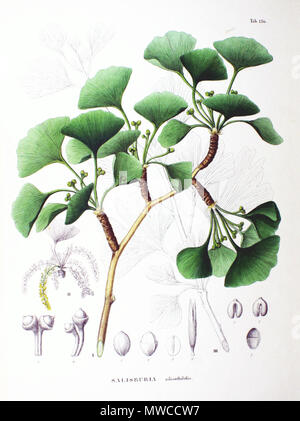 . Aus dem Buch. 1870. Philipp Franz von Siebold und Joseph Gerhard Zuccarini 244 Ginkgo biloba SZ 136 Stockfoto