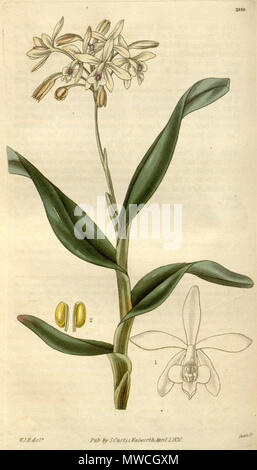 . Abbildung: Epidendrum pallidiflorum. 1830. W. J. H. (= William Jackson Hooker) (1817-1892) Del., Swan sc. 191 Epidendrum pallidiflorum - Curtis '57 (K.A. 4) pl. 2980 (1829) Stockfoto