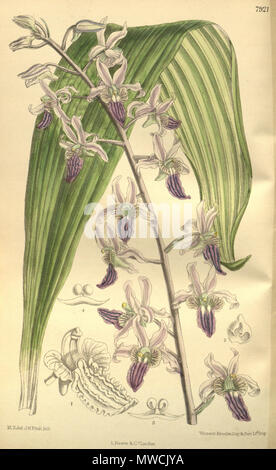 . Abbildung: Eulophia cristata (syn. Lissochilus Purpuratus). 1903. M. S. del. (= Matilda Smith, 1854-1926), J. N. Fitch lith. (= John Nugent Fitch, 1840 - 1927) Beschreibung von William Botting Hemsley (1843-1924) 198 Eulophia cristata (als Lissochilus Purpuratus) - Curtis' 129 (Ser. 3 Nr. 59) pl. 7921 (1903) Stockfoto