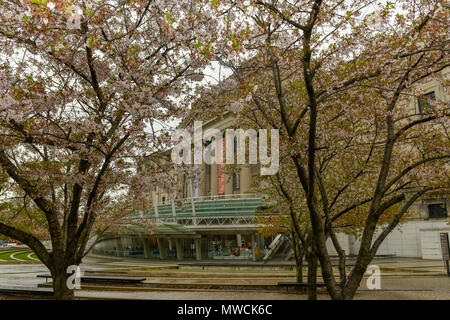 Die Kirschbäume in voller Blüte vor dem Brooklyn Museum in Brooklyn, NY Stockfoto