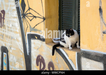 Katze in einem Fenster im Plaka Viertel von Athen, Griechenland Stockfoto