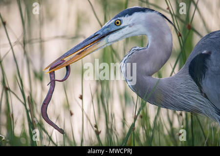 Great Blue Heron Stockfoto