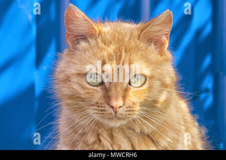 Eine Obdachlose rote Katze sitzt auf einem blauen Zaun Hintergrund, einen müden Blick von einem hungrigen Tier Stockfoto