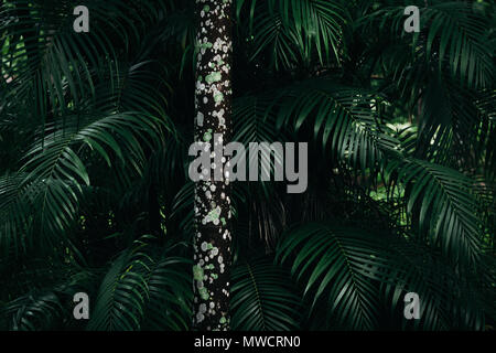 Baumstamm in der Mitte mit einem grünen Palmenblättern Textur hinter Stockfoto
