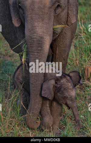 Herde von Asiatischen Elefanten in Corbett National Park Stockfoto