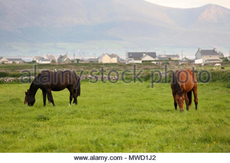 Pferde grasen in einem Feld in der Nähe von Castlegregory im County Kerry, wie die Sonne untergeht, am Ende einer glorreichen Tag. Stockfoto