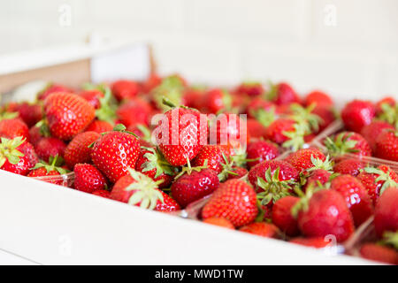 Frisch geernteten Erdbeeren. Frische reife Erdbeeren im Karton von Markt Stockfoto