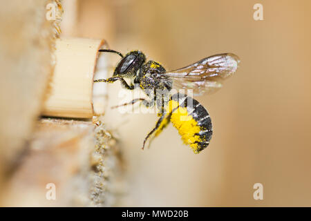 Weibliche solitären Harz Biene (Heriades crenulatus) nähert sich ein Insekt Hotel yellow Pollen von Aster Blumen in sein Nest in einem hohlen reed Schalter zu bringen. Stockfoto