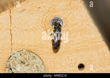 Gemeinsame Yellow-Face Biene (Hylaeus communis) weibliche Dichtungen verlassen von seinen Hohlraum-Nest mit membranöse Zellophan - wie glandulären Sekretion. Stockfoto