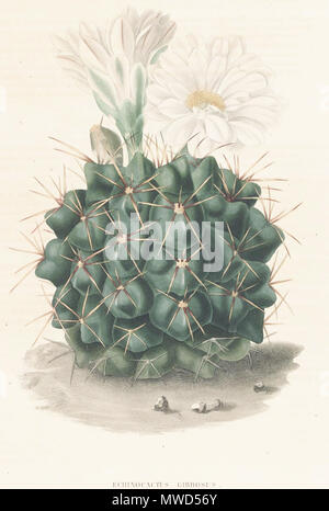 . Aus dem Buch. Paris, 1841-1847. Lemaire, Charles Antoine 260 Gymnocalycium gibbosum Lem Stockfoto